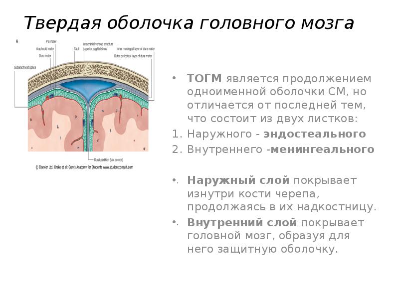 Оболочки головного мозга схема