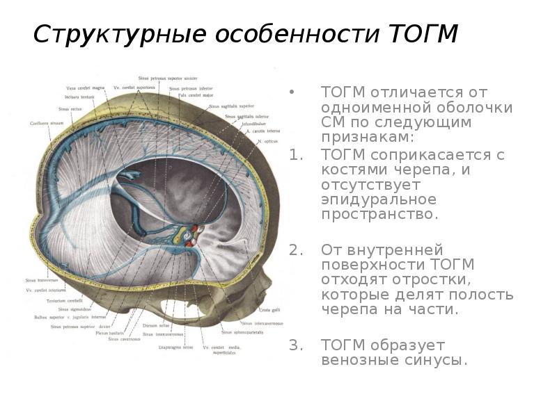 Оболочки головного мозга презентация