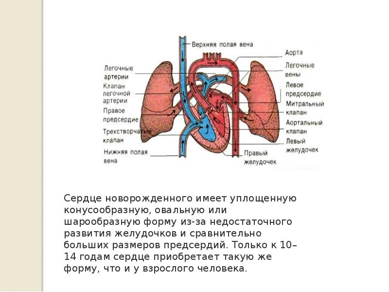 Незакрытое овальное окно в сердце у новорожденного. Овальная ямка межпредсердной перегородки. Сердце ребенка. Функционирующее открытое овальное окно у новорожденных. Окошко в сердце у новорожденного.