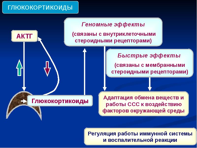 Глюкокортикоиды биохимия презентация