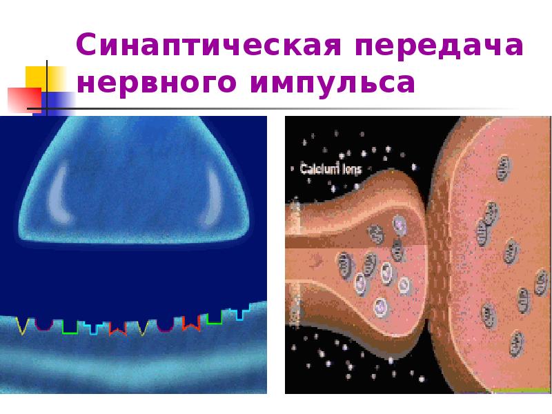 Передача нервного импульса. Синаптическая передача. Синаптическая передача нервного импульса. Механизм синаптической передачи нервного импульса. Строение импульса.