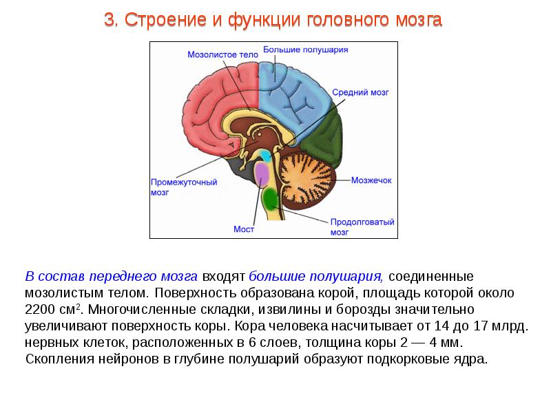 Мозолистое тело. Мозолистое тело строение и функции. Функции мозолистого тела головного мозга человека. Строение и функции мозолистого тела головного мозга. Функции отделов головного мозга мозолистое тело.