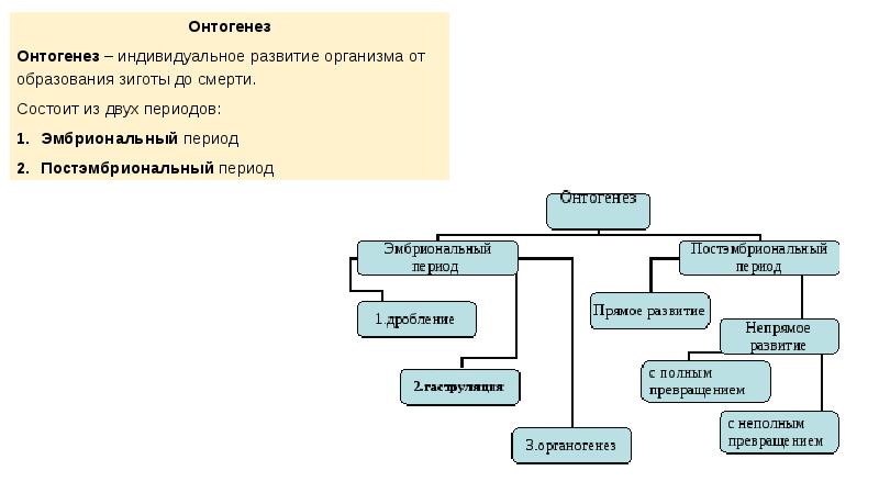 Прочитав параграф закончите схему периоды онтогенеза