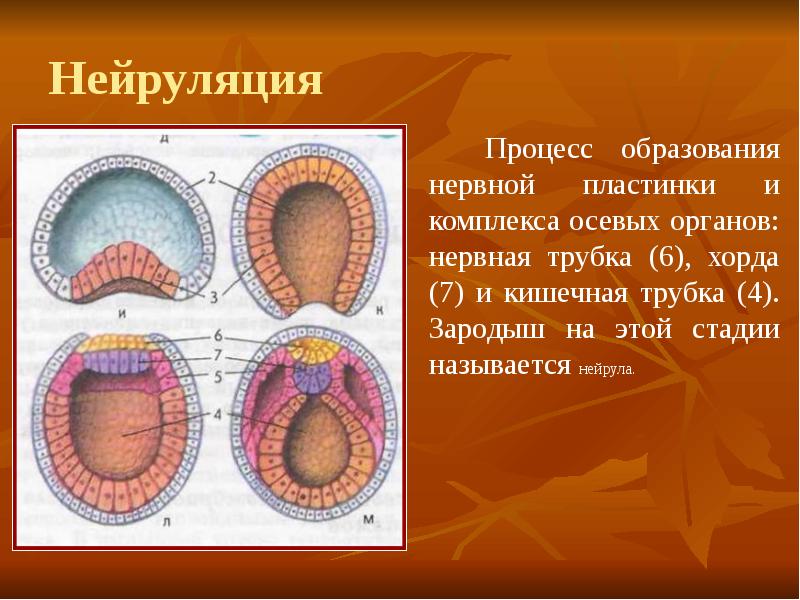 Схема постэмбрионального кроветворения