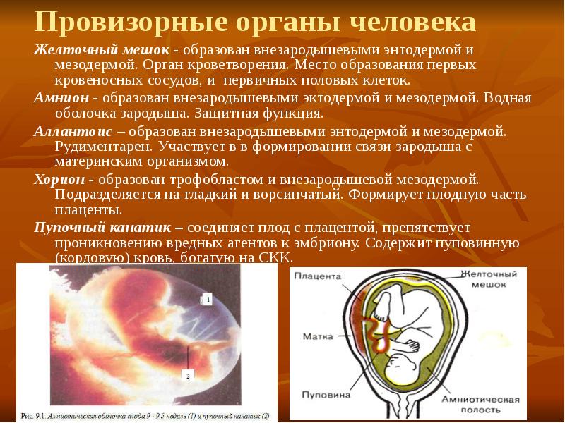 Рассмотрите рисунок на котором представлена схема постэмбрионального развития обыкновенного комара