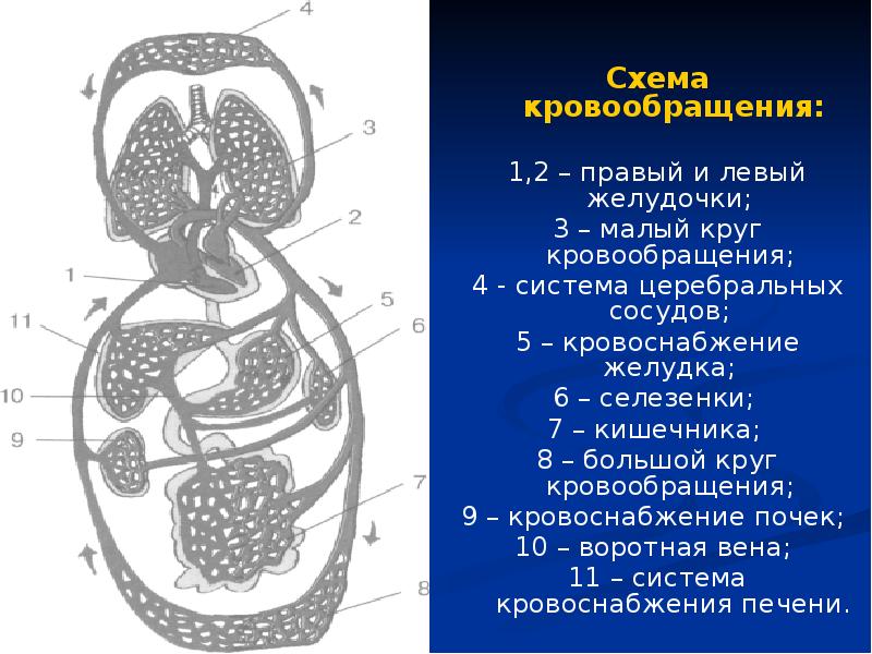 Схема кровоснабжения селезенки