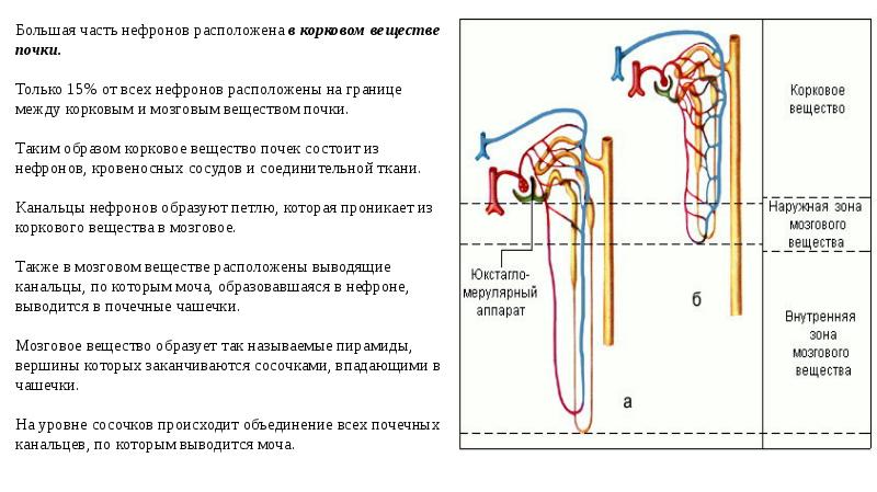 Строение нефрона и его функции. Корковое вещество почки образовано. Строение почки корковое и мозговое вещество. Строение коркового вещества почки. Структура коркового вещества почки.