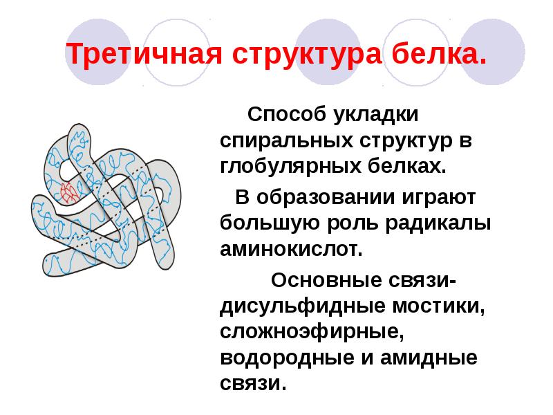 Третичная структура белка фото