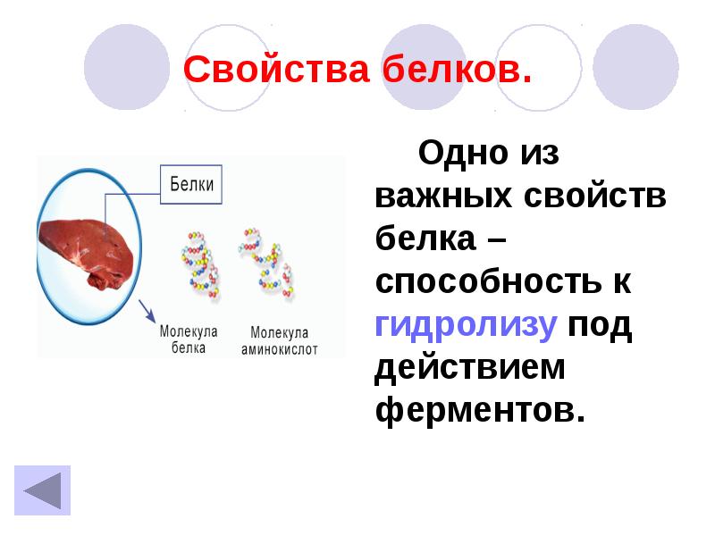 Характеристика белки. Навыки белки. Характеристика белков 9 класс. C1 белок. Роль белка в зародыше.