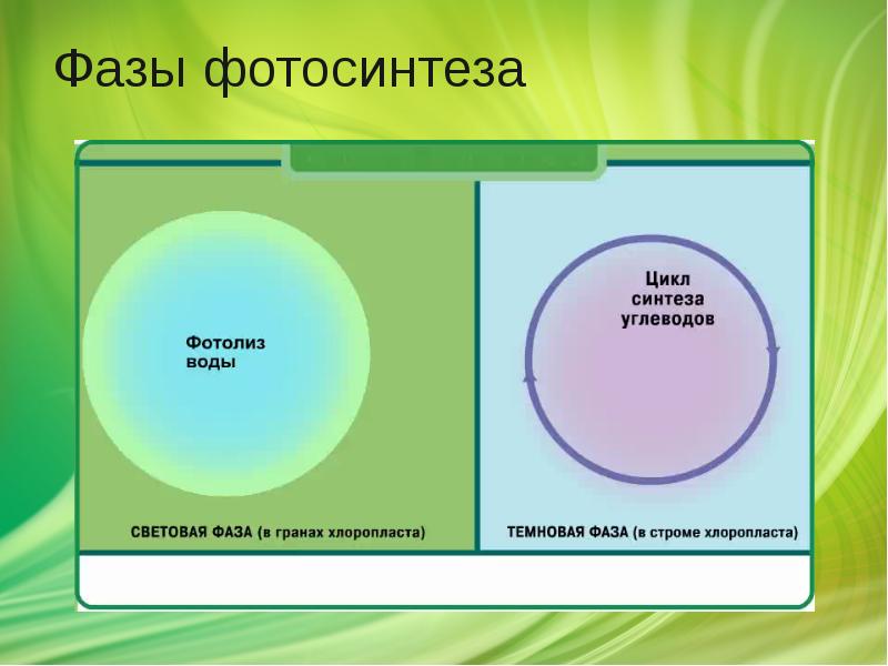 Фазы фотосинтеза Фазы фотосинтеза
