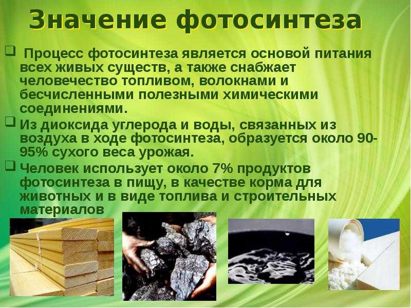 Значение фотосинтеза
Процесс фотосинтеза является основой питания всех живых существ, Значение фотосинтеза
Процесс фотосинтеза является основой питания всех живых существ,