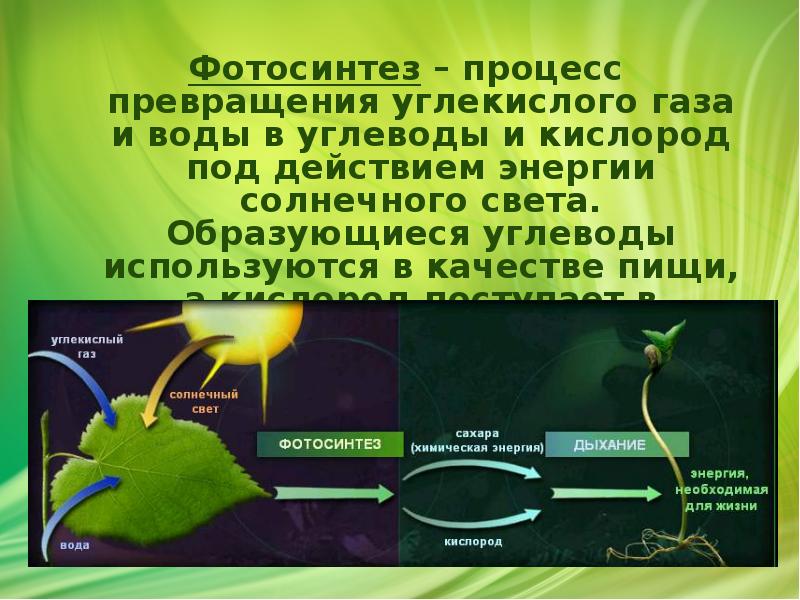 Фотосинтез – процесс превращения углекислого газа и воды в углеводы и Фотосинтез – процесс превращения углекислого газа и воды в углеводы и