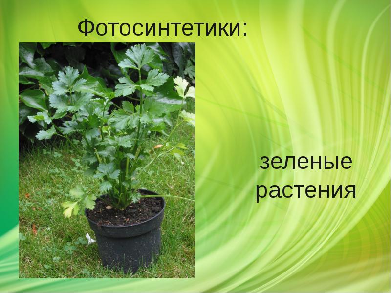 Фотосинтетики: Фотосинтетики: