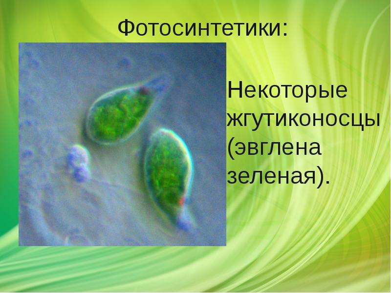 Некоторые жгутиконосцы (эвглена зеленая). Некоторые жгутиконосцы (эвглена зеленая).