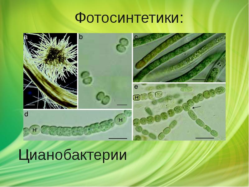 Цианобактерии Цианобактерии