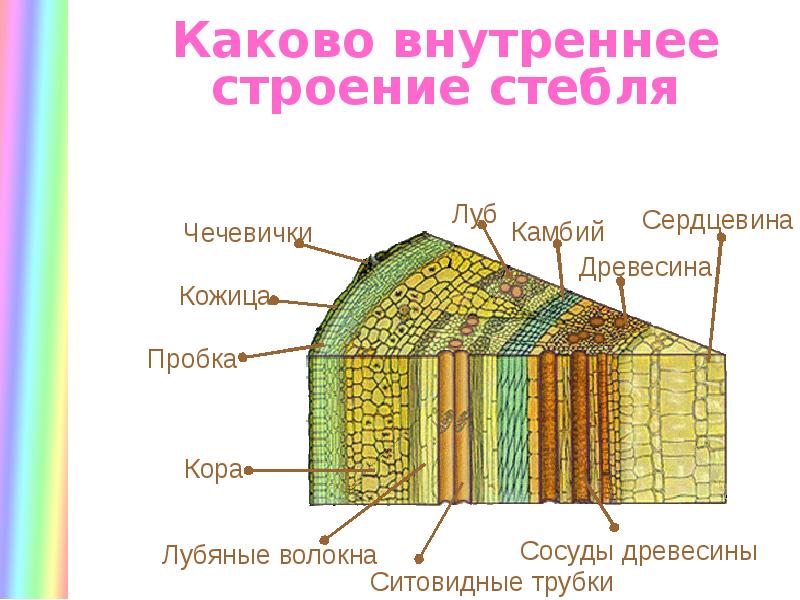 Стебель камбий древесина сердцевина. Что такое побег внутреннее строение стебля. Побег стебель строение. Строение стебля дерева ЕГЭ. Внутреннее строение стебля камбий.