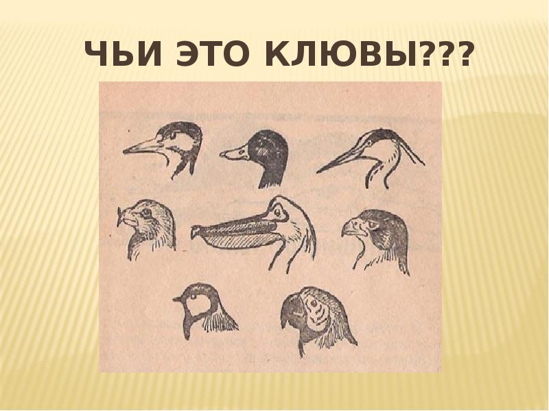 Появление птиц. Чей клюв. Головоломка чьи это клювы ответы. Значение клюва. Птицы -клюв, конечности презентация.