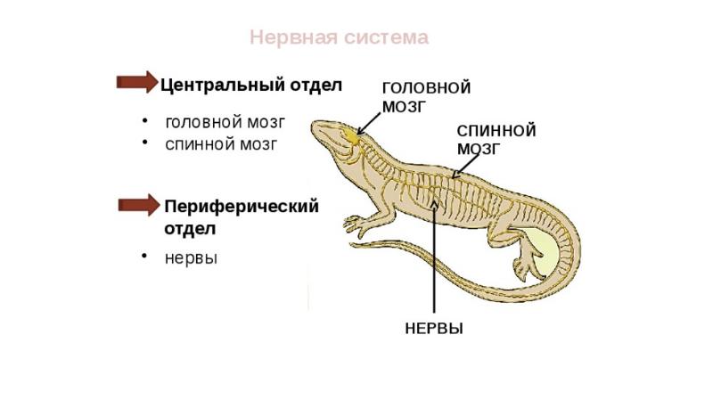 Строение рептилий кратко. Пресмыкающиеся рептилии нервная система. Схема строения нервной системы пресмыкающихся. Нервная система пресмыкающихся таблица. Нервная система рептилий схема.