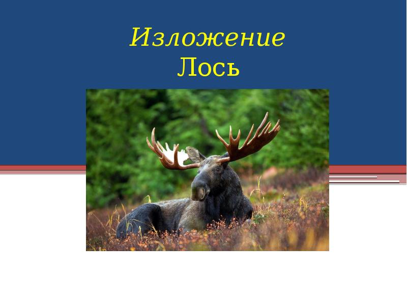 Лось презентация. Изложение Лось и лосёнок. Заключение презентации Лось. Изложение 4 класс Лось и лосенок.