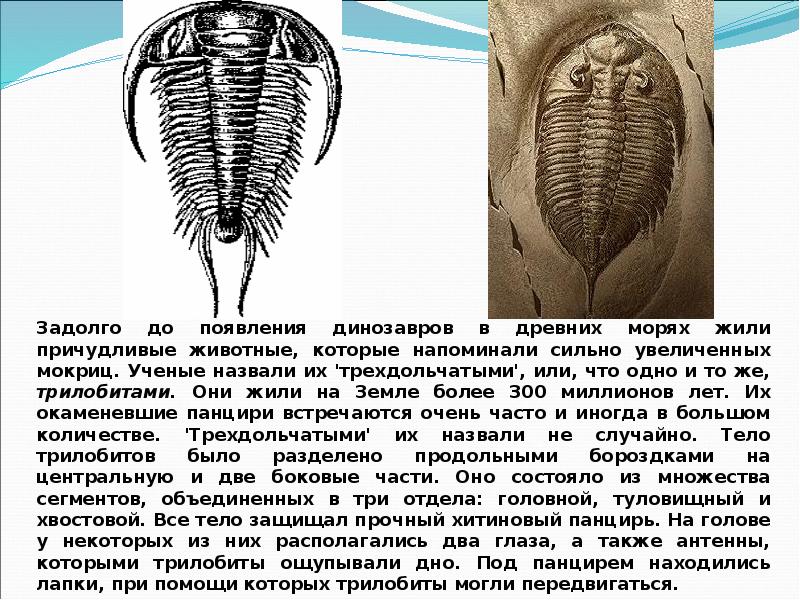 Древнейшие виды организмов. Древние организмы. Группы древних животных. Древние организмы сообщение. Древние классы организмов.