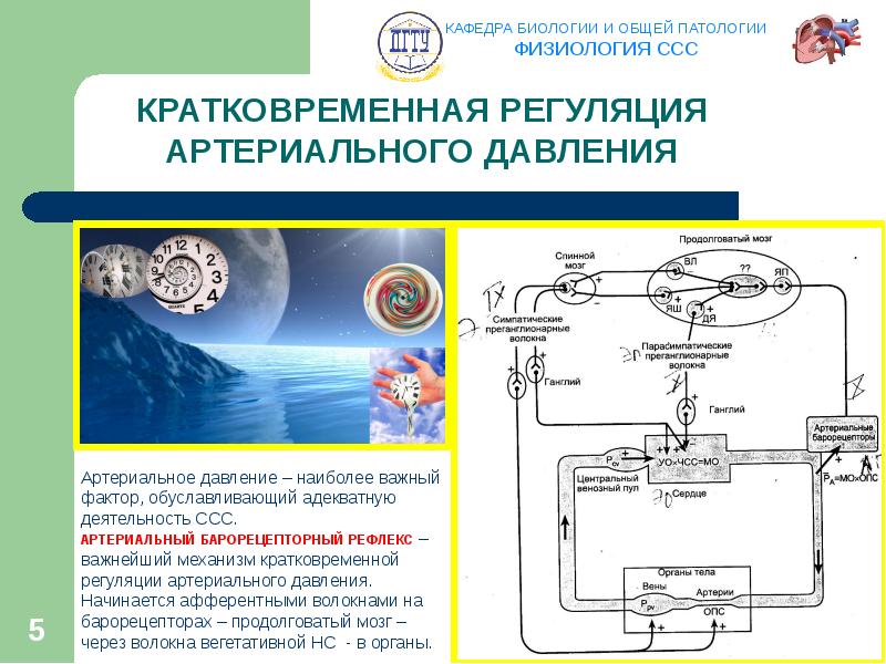 Схема регуляции артериального давления