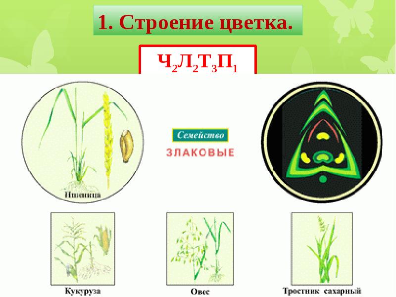 Диаграмма однодольных растений