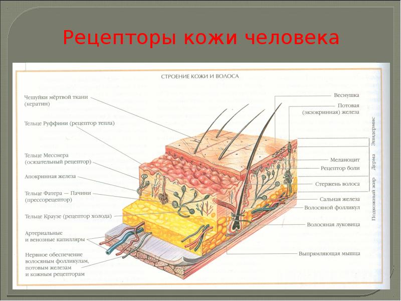 Рецепторы кожи рисунок