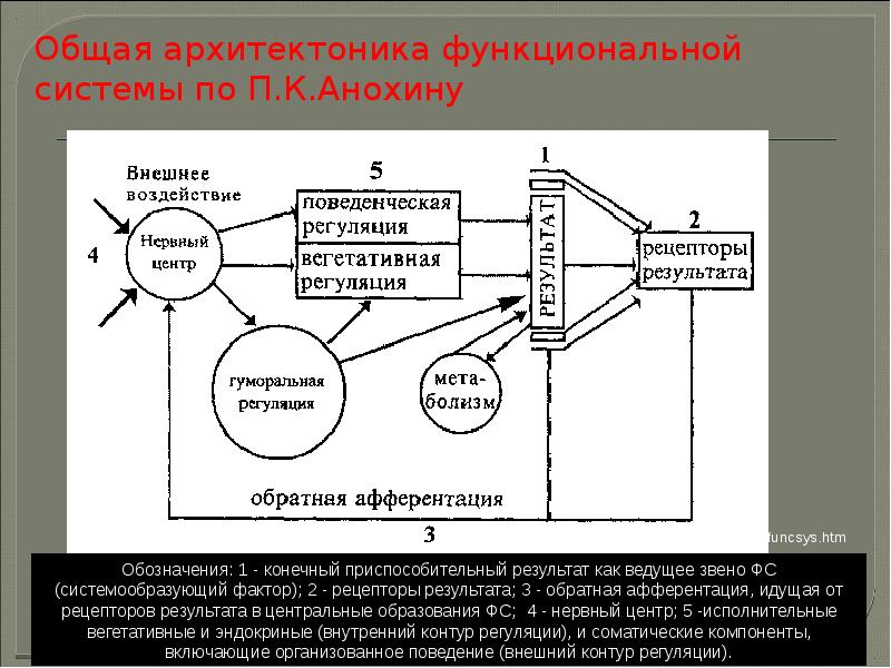 Система п. Схема Анохина функциональной системы. Регуляция функциональных систем по Анохину. Функциональная система организма по Анохину. Функциональные системы по п.к. Анохину. Архитектоника систем..