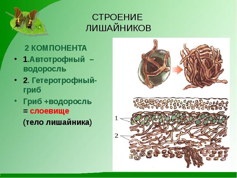 Строение лишайников презентация