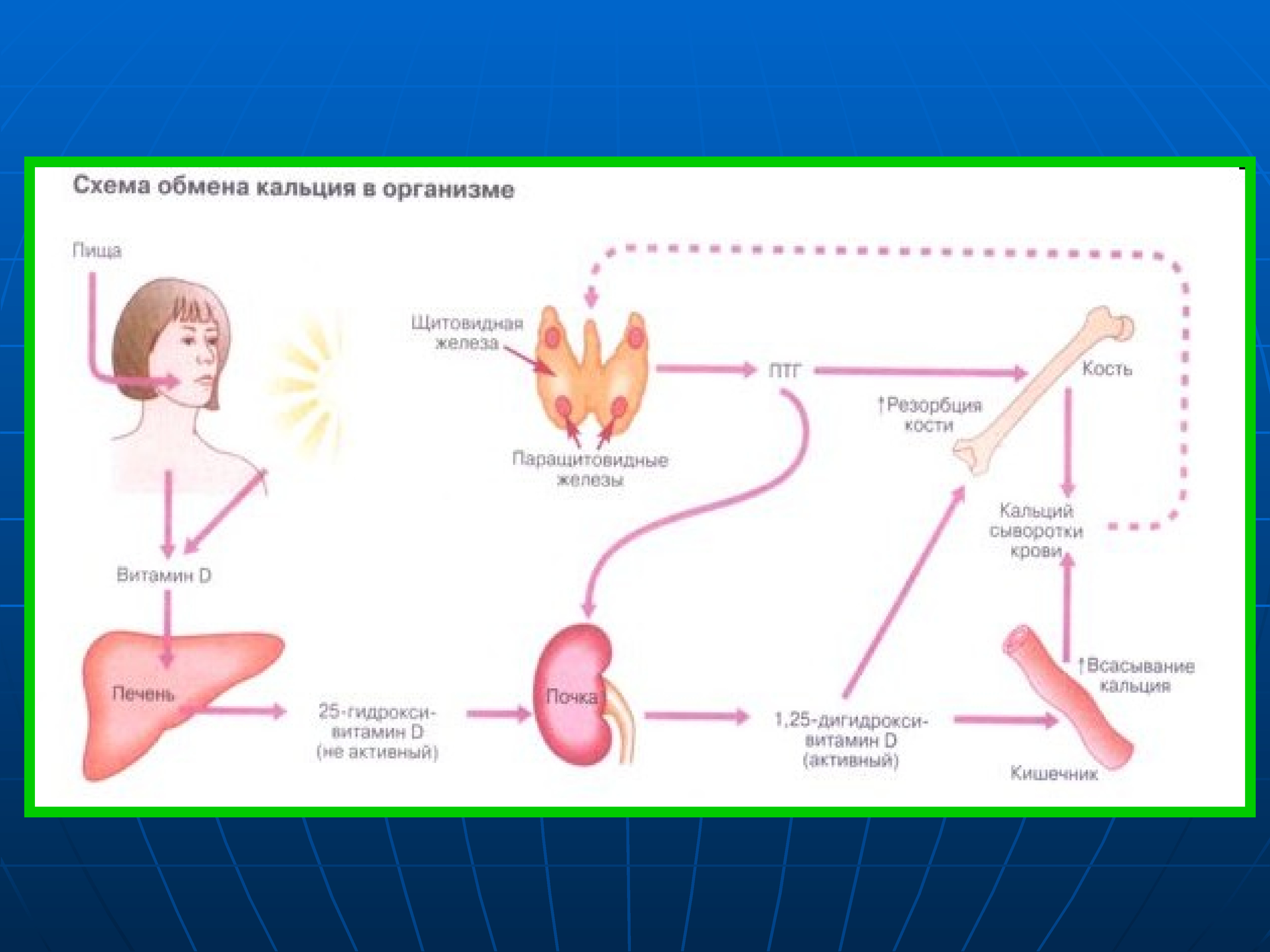 Обмен кальция. Обмен кальция и фосфора схема. Обмен кальция в организме схема. Схема обмен CA В организме. Вещества, регулирующие обмен кальция в организме.