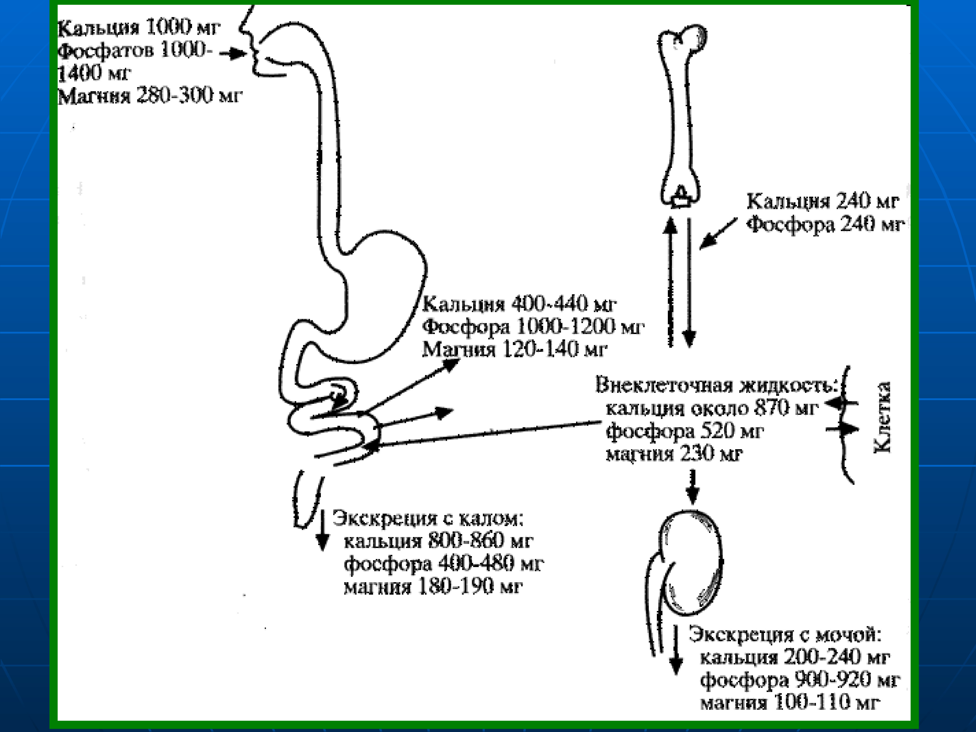 Кальций фосфорный обмен схема