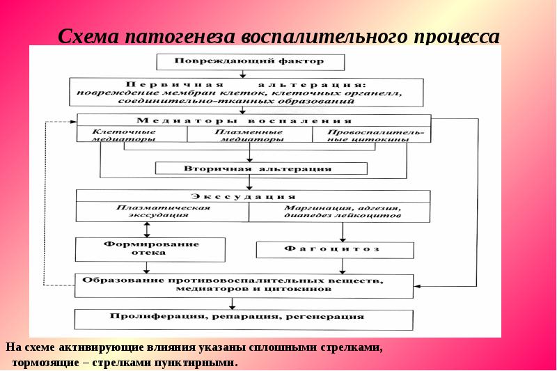 Презентация воспаление патологическая физиология