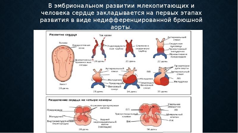 На рисунке изображен этап эмбрионального развития млекопитающего определите