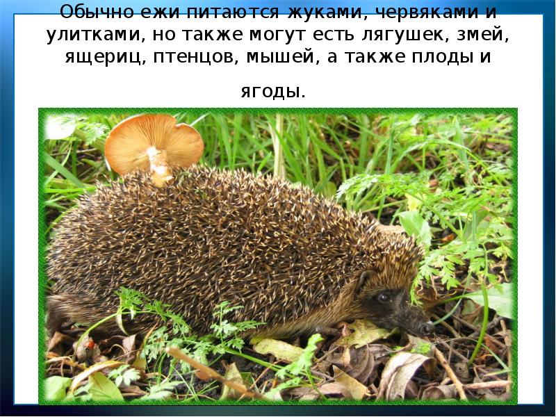 Обычно ежи питаются жуками, червяками и улитками, но также могут есть Обычно ежи питаются жуками, червяками и улитками, но также могут есть