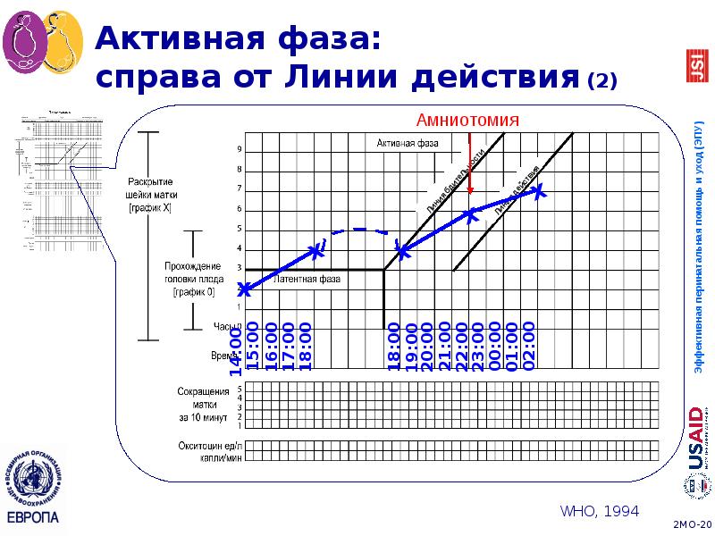 Активная фаза: справа от Линии действия (2) Активная фаза: справа от Линии действия (2)