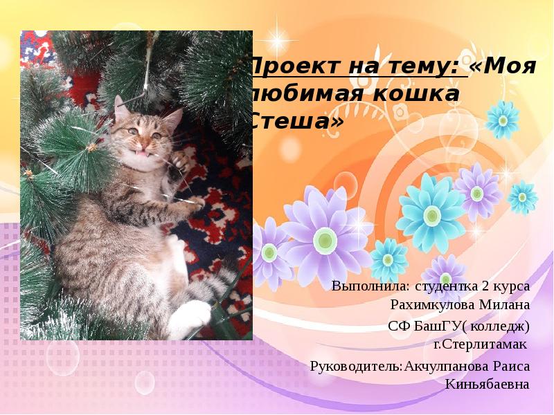 Сочинение на тему моя любимая кошка