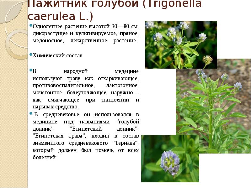 Медоносные растения презентация