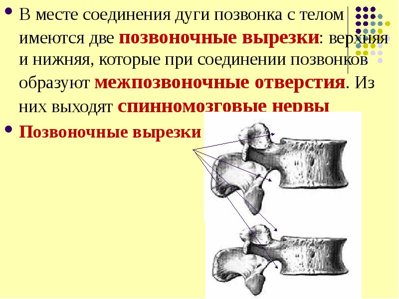 Форма тел позвонков. Место соединения дуги позвонка с телом. Соединение дуг позвонков. Соединение дуги позвонка с телом позвонка. Верхние и нижние дуги позвонков.