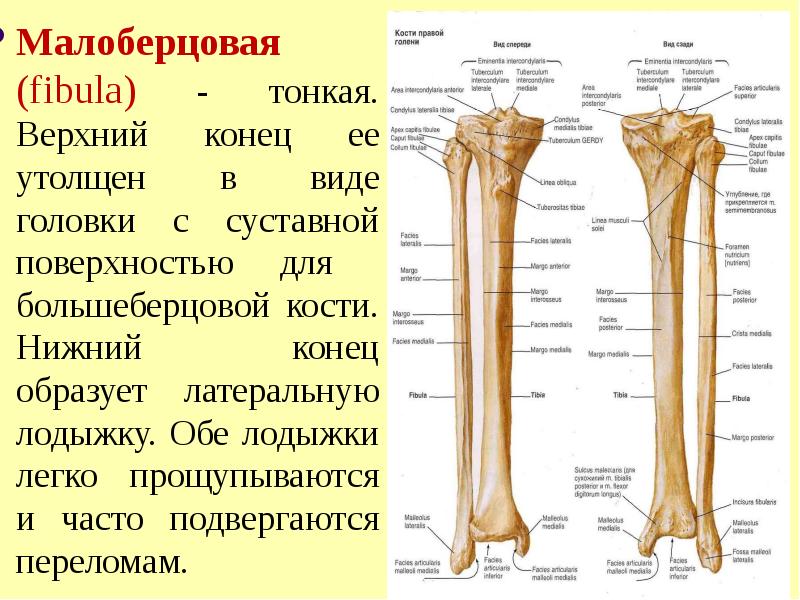 Берцовые кости человека фото на скелете