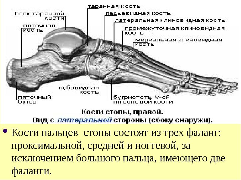 Таранная кость стопы фото