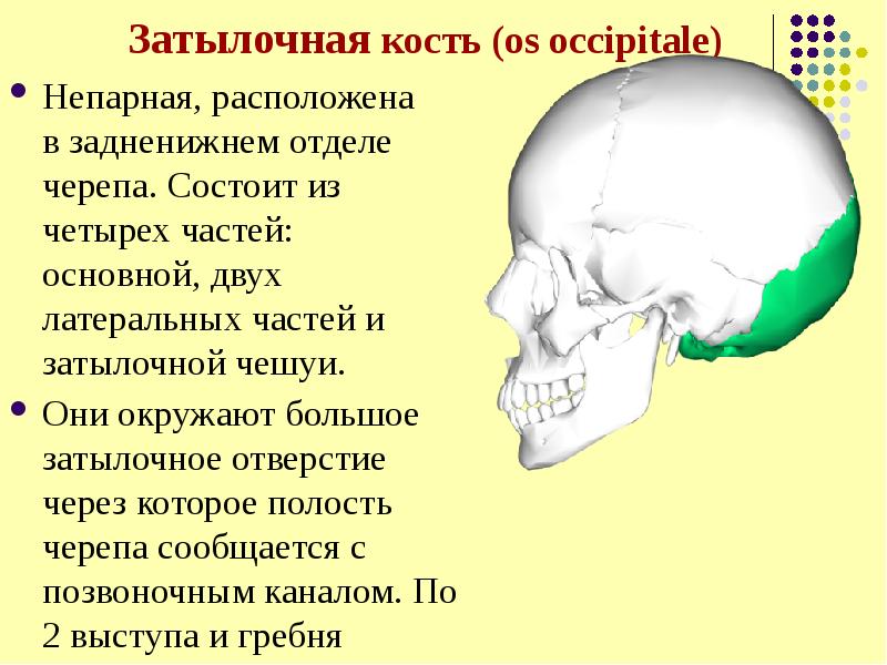 Непарные кости. Большое затылочное отверстие. Большое затылочное отверстие черепа. Через большое затылочное отверстие. Латеральная часть затылочной кости.