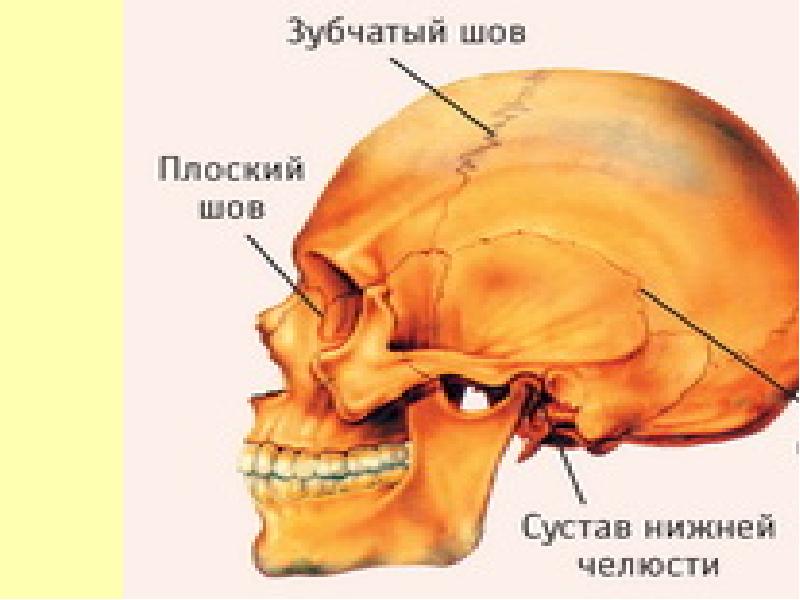 Ответы витамин-п-байкальский.рф: Чем отличается строение скелета мужчины и женщины?