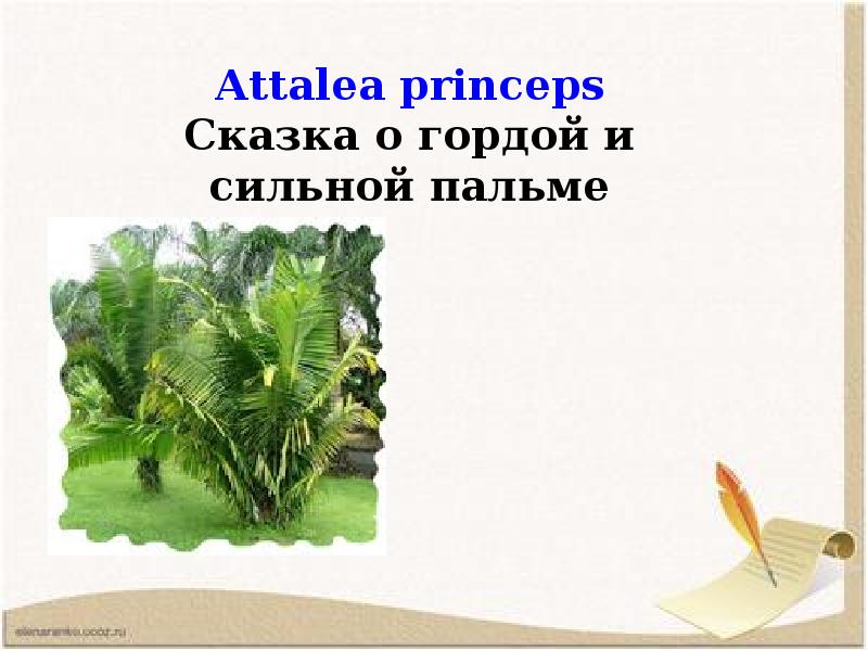 Attalea princeps презентация 5 класс