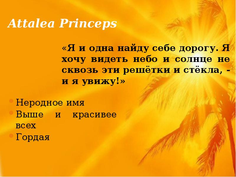 Attalea princeps план рассказа