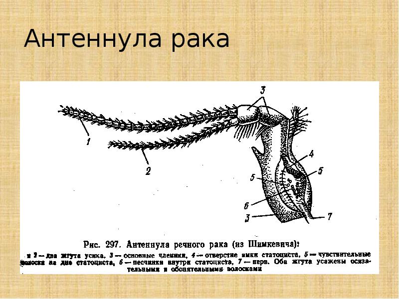 Статоцисты это