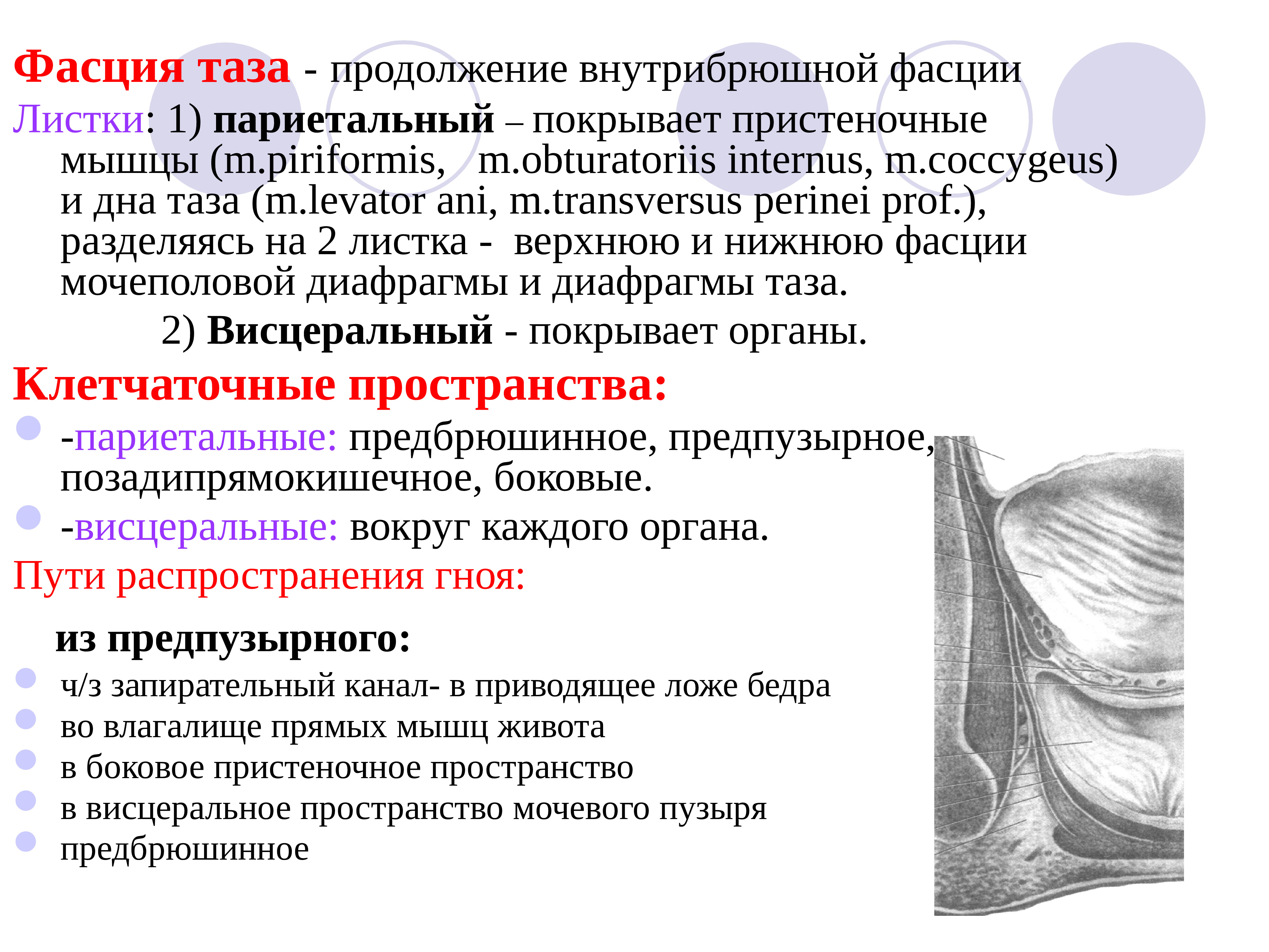 Таз топографическая анатомия. Фасции малого таза топография. Висцеральные клетчаточные пространства малого таза. Дно малого таза топографическая анатомия. Пространство малого таза топографическая анатомия.