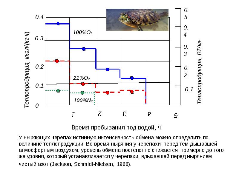 Интенсивность обмена. Зависимость Удельной теплопродукции от массы животного на графике.