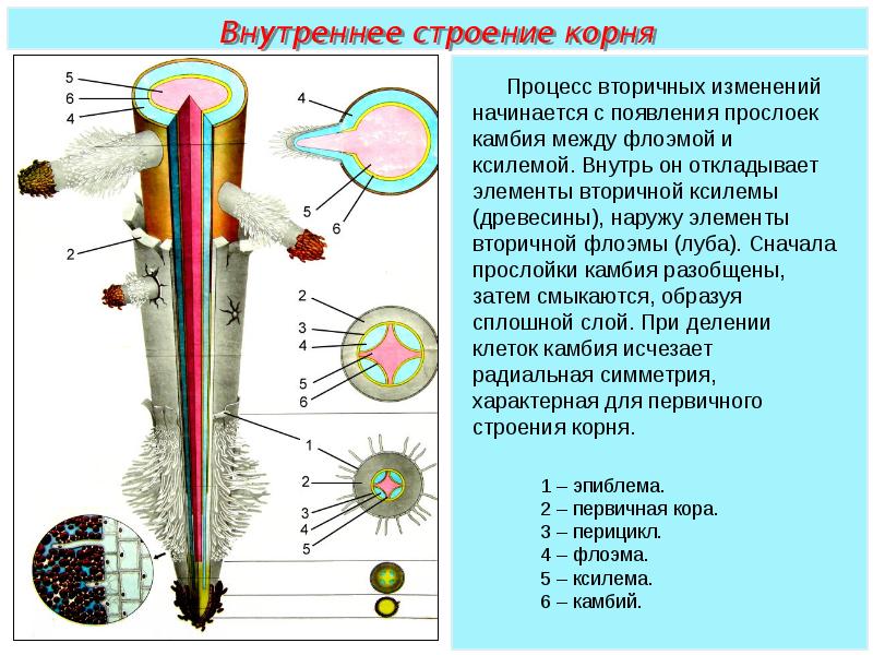 Рисунок внутреннего строения корня