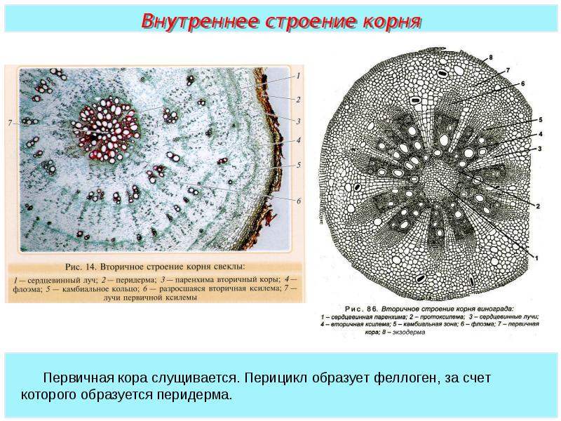 Анатомия растений презентация