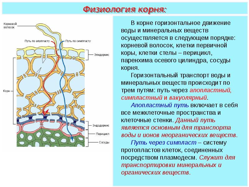 Симпластный апопластный вакуолярный пути транспорта веществ и их значение презентация